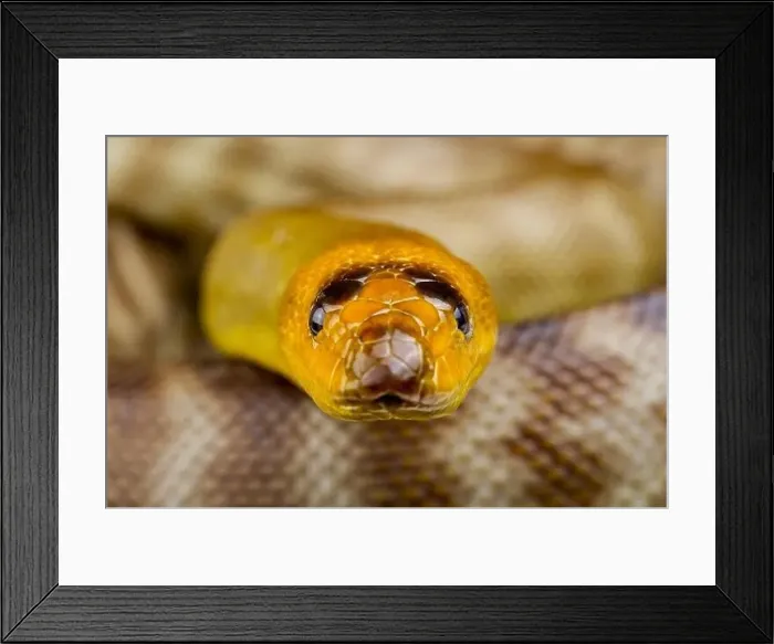 Framed Print : Woma python (Aspirines ramsayi) Framed Print : Woma python (Aspirines ramsayi)