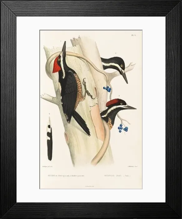 Framed Print : Antique bird illustration. Woodpecker birds in the woods. 19th-century woodpecker bird illustration. Circa 1860 Framed Print : Antique bird illustration. Woodpecker birds in the woods. 19th-century woodpecker bird illustration. Circa 1860