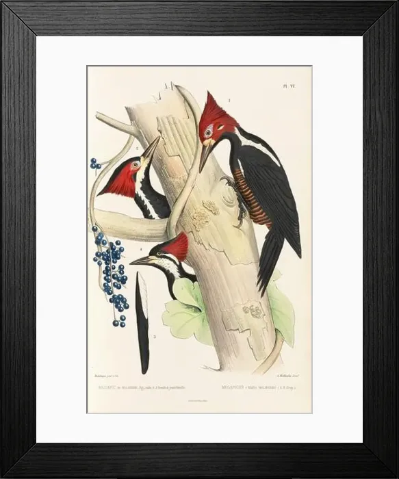 Framed Print : Antique bird illustration. Woodpecker birds in the woods. 19th-century woodpecker bird illustration. Circa 1860 Framed Print : Antique bird illustration. Woodpecker birds in the woods. 19th-century woodpecker bird illustration. Circa 1860