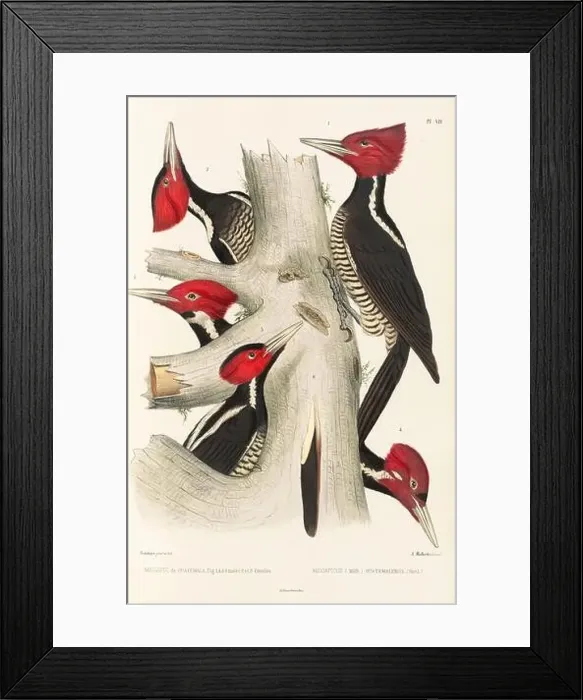 Framed Print : Antique bird illustration. Woodpecker birds in the woods. 19th-century woodpecker bird illustration. Circa 1860 Framed Print : Antique bird illustration. Woodpecker birds in the woods. 19th-century woodpecker bird illustration. Circa 1860