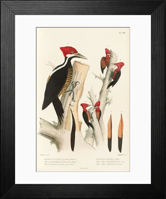 Framed Print : Antique bird illustration. Woodpecker birds in the woods. 19th-century woodpecker bird illustration. Circa 1860 Framed Print : Antique bird illustration. Woodpecker birds in the woods. 19th-century woodpecker bird illustration. Circa 1860