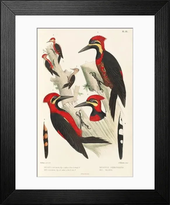 Framed Print : Antique bird illustration. Woodpecker birds in the woods. 19th-century woodpecker bird illustration. Circa 1860 Framed Print : Antique bird illustration. Woodpecker birds in the woods. 19th-century woodpecker bird illustration. Circa 1860