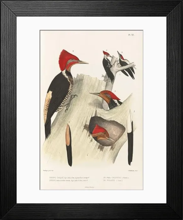 Framed Print : Antique bird illustration. Woodpecker birds in the woods. 19th-century woodpecker bird illustration. Circa 1860 Framed Print : Antique bird illustration. Woodpecker birds in the woods. 19th-century woodpecker bird illustration. Circa 1860