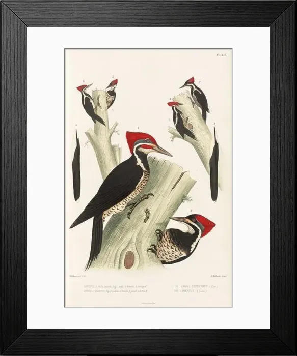 Framed Print : Antique bird illustration. Woodpecker birds in the woods. 19th-century woodpecker bird illustration. Circa 1860 Framed Print : Antique bird illustration. Woodpecker birds in the woods. 19th-century woodpecker bird illustration. Circa 1860