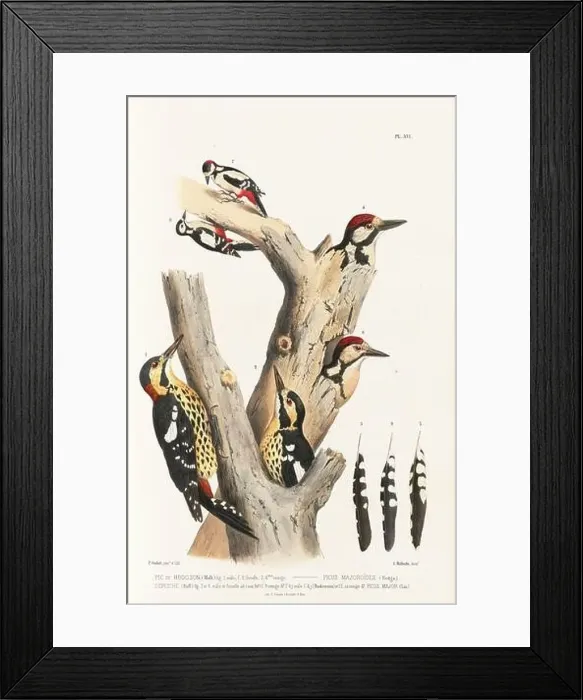 Framed Print : Antique bird illustration. Woodpecker birds in the woods. 19th-century woodpecker bird illustration. Circa 1860 Framed Print : Antique bird illustration. Woodpecker birds in the woods. 19th-century woodpecker bird illustration. Circa 1860