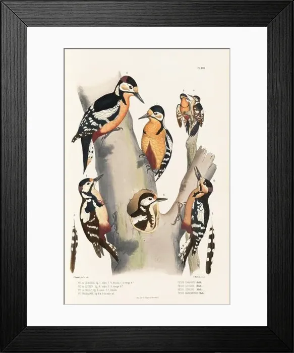 Framed Print : Antique bird illustration. Woodpecker birds in the woods. 19th-century woodpecker bird illustration. Circa 1860 Framed Print : Antique bird illustration. Woodpecker birds in the woods. 19th-century woodpecker bird illustration. Circa 1860