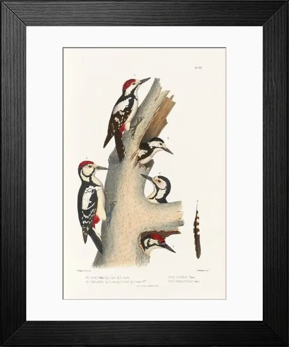Framed Print : Antique bird illustration. Woodpecker birds in the woods. 19th-century woodpecker bird illustration. Circa 1860 Framed Print : Antique bird illustration. Woodpecker birds in the woods. 19th-century woodpecker bird illustration. Circa 1860