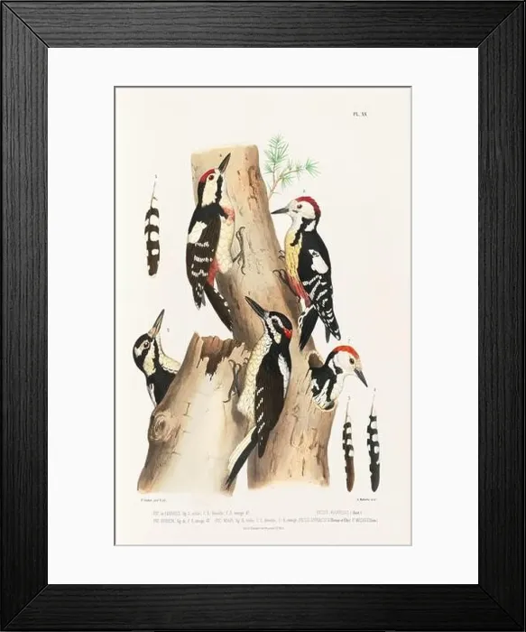 Framed Print : Antique bird illustration. Woodpecker birds in the woods. 19th-century woodpecker bird illustration. Circa 1860 Framed Print : Antique bird illustration. Woodpecker birds in the woods. 19th-century woodpecker bird illustration. Circa 1860