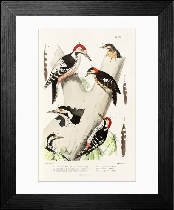 Framed Print : Antique bird illustration. Woodpecker birds in the woods. 19th-century woodpecker bird illustration. Circa 1860 Framed Print : Antique bird illustration. Woodpecker birds in the woods. 19th-century woodpecker bird illustration. Circa 1860