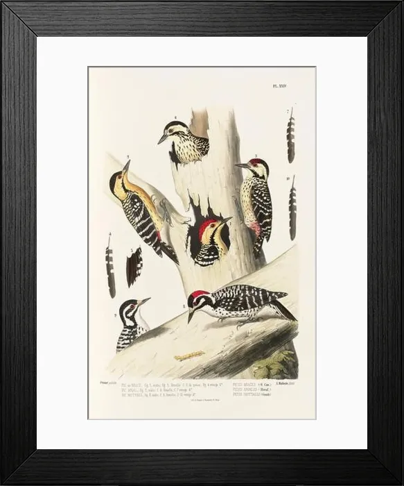 Framed Print : Antique bird illustration. Woodpecker birds in the woods. 19th-century woodpecker bird illustration. Circa 1860 Framed Print : Antique bird illustration. Woodpecker birds in the woods. 19th-century woodpecker bird illustration. Circa 1860