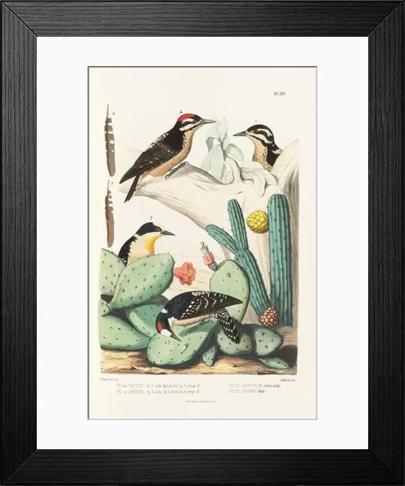 Framed Print : Antique bird illustration. Woodpecker birds in the woods. 19th-century woodpecker bird illustration. Circa 1860 Framed Print : Antique bird illustration. Woodpecker birds in the woods. 19th-century woodpecker bird illustration. Circa 1860