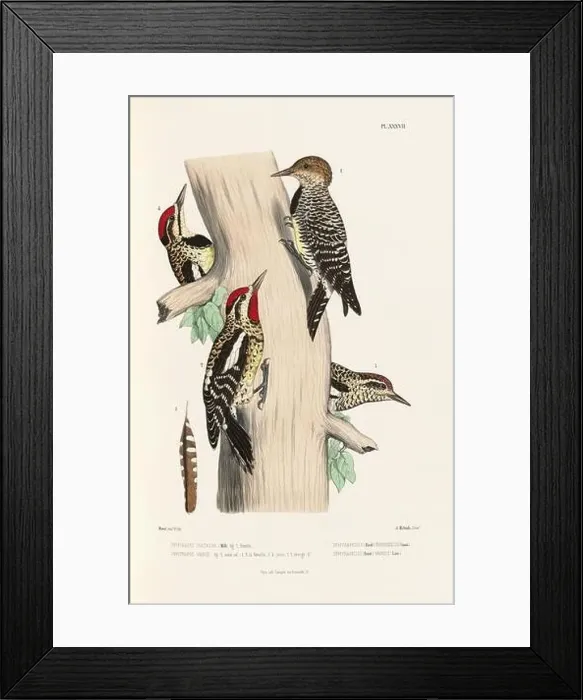 Framed Print : Antique bird illustration. Woodpecker birds in the woods. 19th-century woodpecker bird illustration. Circa 1860 Framed Print : Antique bird illustration. Woodpecker birds in the woods. 19th-century woodpecker bird illustration. Circa 1860