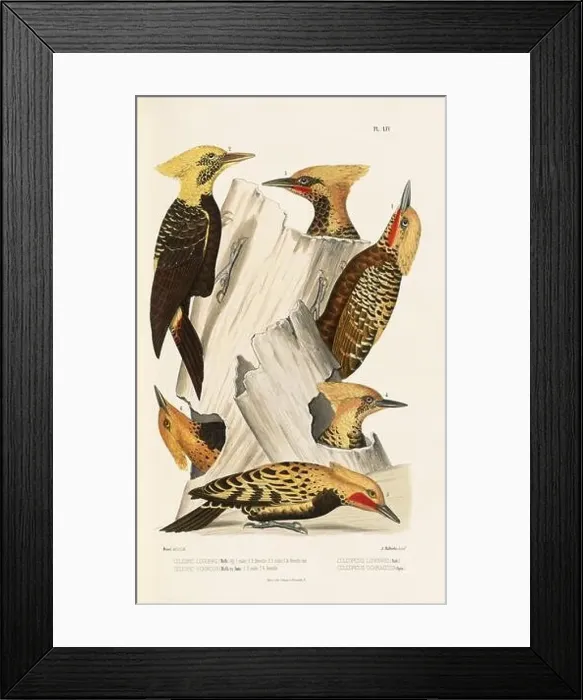 Framed Print : Antique bird illustration. Woodpecker birds in the woods. 19th-century woodpecker bird illustration. Circa 1860 Framed Print : Antique bird illustration. Woodpecker birds in the woods. 19th-century woodpecker bird illustration. Circa 1860