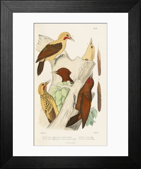 Framed Print : Antique bird illustration. Woodpecker birds in the woods. 19th-century woodpecker bird illustration. Circa 1860 Framed Print : Antique bird illustration. Woodpecker birds in the woods. 19th-century woodpecker bird illustration. Circa 1860