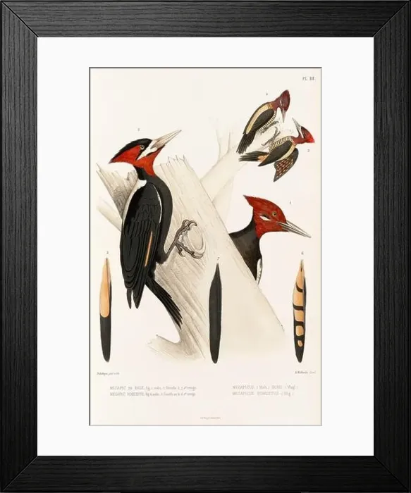 Framed Print : Antique bird illustration. Woodpecker birds in the woods. 19th-century woodpecker bird illustration. Circa 1860 Framed Print : Antique bird illustration. Woodpecker birds in the woods. 19th-century woodpecker bird illustration. Circa 1860