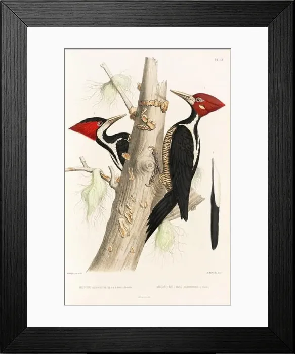 Framed Print : Antique bird illustration. Woodpecker birds in the woods. 19th-century woodpecker bird illustration. Circa 1860 Framed Print : Antique bird illustration. Woodpecker birds in the woods. 19th-century woodpecker bird illustration. Circa 1860