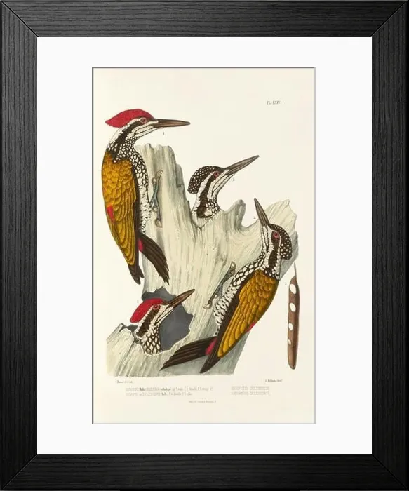 Framed Print : Antique bird illustration. Woodpecker birds in the woods. 19th-century woodpecker bird illustration. Circa 1860 Framed Print : Antique bird illustration. Woodpecker birds in the woods. 19th-century woodpecker bird illustration. Circa 1860