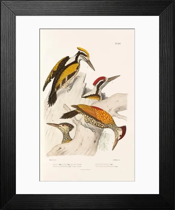 Framed Print : Antique bird illustration. Woodpecker birds in the woods. 19th-century woodpecker bird illustration. Circa 1860 Framed Print : Antique bird illustration. Woodpecker birds in the woods. 19th-century woodpecker bird illustration. Circa 1860