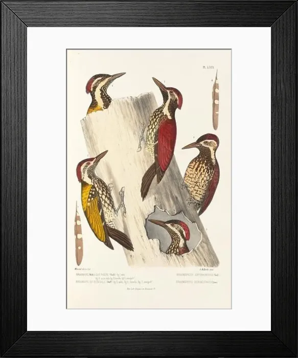 Framed Print : Antique bird illustration. Woodpecker birds in the woods. 19th-century woodpecker bird illustration. Circa 1860 Framed Print : Antique bird illustration. Woodpecker birds in the woods. 19th-century woodpecker bird illustration. Circa 1860