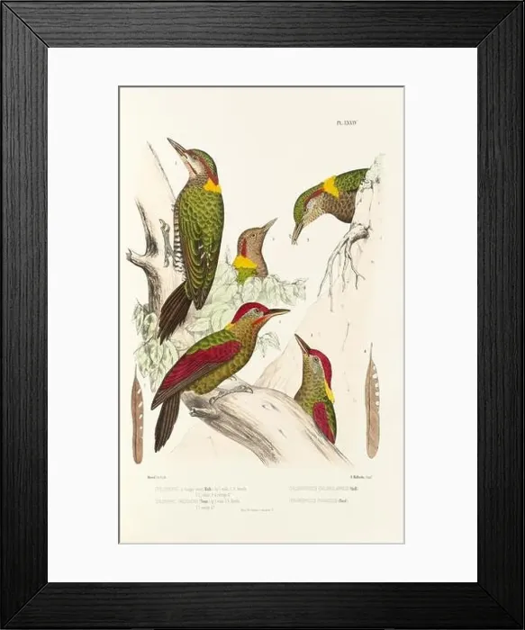 Framed Print : Antique bird illustration. Woodpecker birds in the woods. 19th-century woodpecker bird illustration. Circa 1860 Framed Print : Antique bird illustration. Woodpecker birds in the woods. 19th-century woodpecker bird illustration. Circa 1860