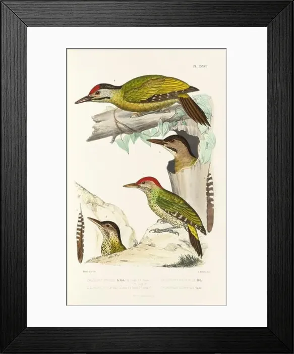 Framed Print : Antique bird illustration. Woodpecker birds in the woods. 19th-century woodpecker bird illustration. Circa 1860 Framed Print : Antique bird illustration. Woodpecker birds in the woods. 19th-century woodpecker bird illustration. Circa 1860