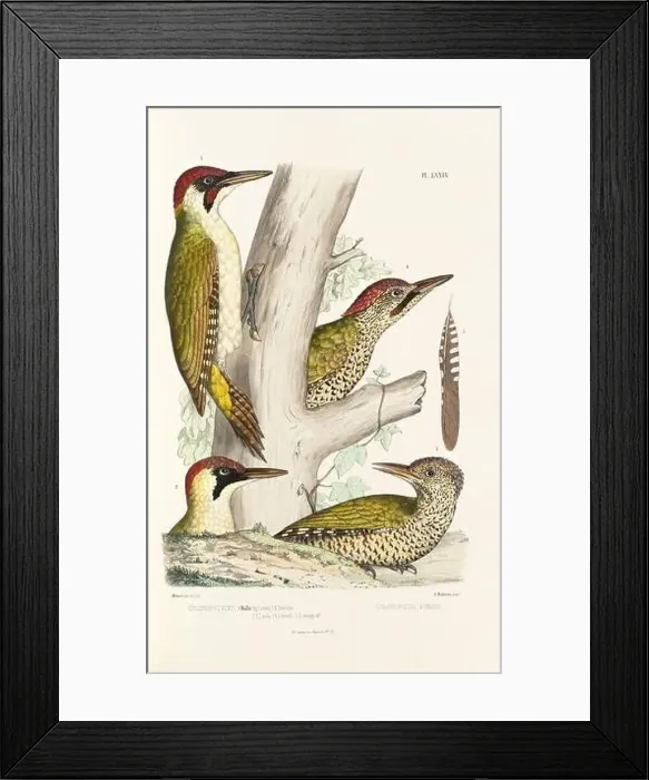 Framed Print : Antique bird illustration. Woodpecker birds in the woods. 19th-century woodpecker bird illustration. Circa 1860 Framed Print : Antique bird illustration. Woodpecker birds in the woods. 19th-century woodpecker bird illustration. Circa 1860