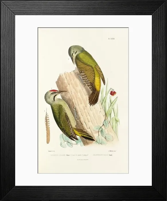 Framed Print : Antique bird illustration. Woodpecker birds in the woods. 19th-century woodpecker bird illustration. Circa 1860 Framed Print : Antique bird illustration. Woodpecker birds in the woods. 19th-century woodpecker bird illustration. Circa 1860