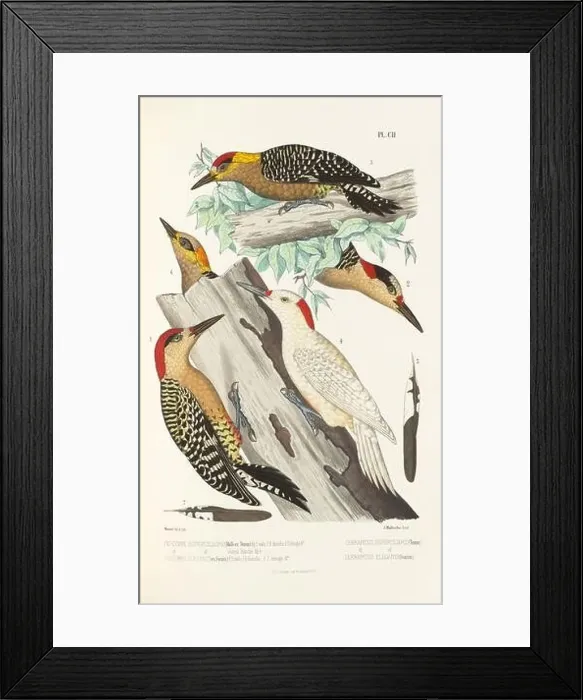 Framed Print : Antique bird illustration. Woodpecker birds in the woods. 19th-century woodpecker bird illustration. Circa 1860 Framed Print : Antique bird illustration. Woodpecker birds in the woods. 19th-century woodpecker bird illustration. Circa 1860