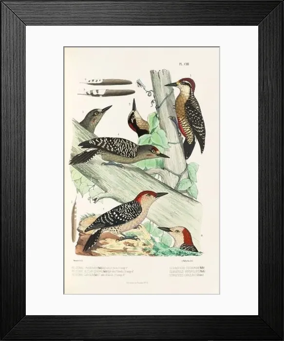 Framed Print : Antique bird illustration. Woodpecker birds in the woods. 19th-century woodpecker bird illustration. Circa 1860 Framed Print : Antique bird illustration. Woodpecker birds in the woods. 19th-century woodpecker bird illustration. Circa 1860