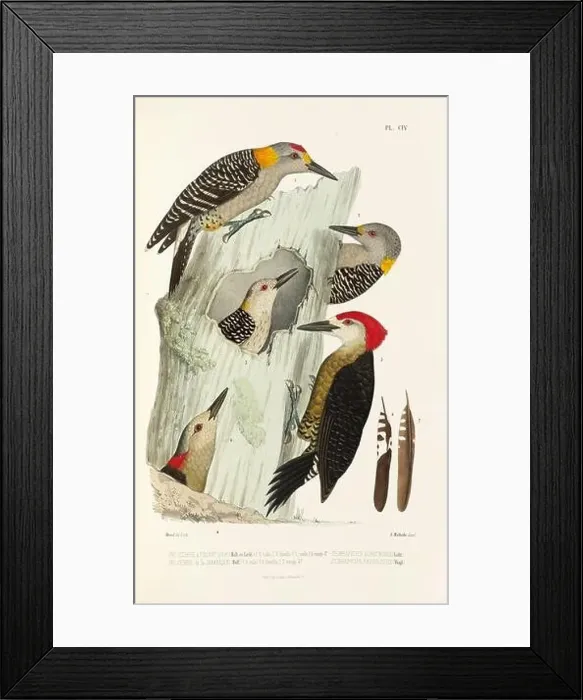Framed Print : Antique bird illustration. Woodpecker birds in the woods. 19th-century woodpecker bird illustration. Circa 1860 Framed Print : Antique bird illustration. Woodpecker birds in the woods. 19th-century woodpecker bird illustration. Circa 1860