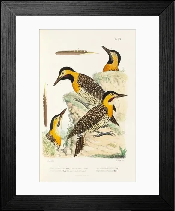 Framed Print : Antique bird illustration. Woodpecker birds in the woods. 19th-century woodpecker bird illustration. Circa 1860 Framed Print : Antique bird illustration. Woodpecker birds in the woods. 19th-century woodpecker bird illustration. Circa 1860