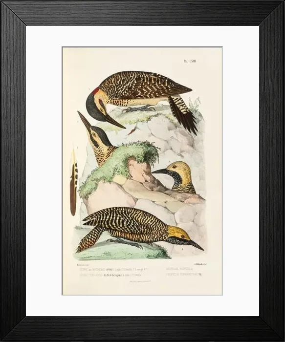 Framed Print : Antique bird illustration. Woodpecker birds in the woods. 19th-century woodpecker bird illustration. Circa 1860 Framed Print : Antique bird illustration. Woodpecker birds in the woods. 19th-century woodpecker bird illustration. Circa 1860