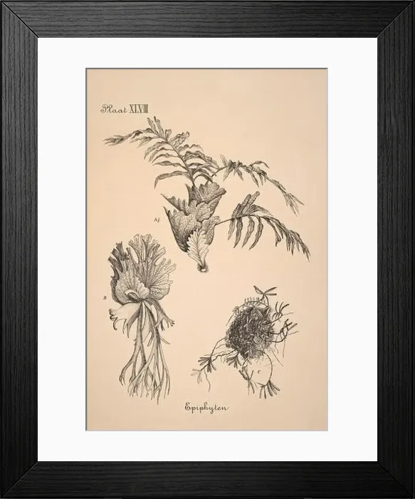 Framed Print : 19th-century Dutch botanical illustration: Intricately detailed ink drawings on sepia background Framed Print : 19th-century Dutch botanical illustration: Intricately detailed ink drawings on sepia background