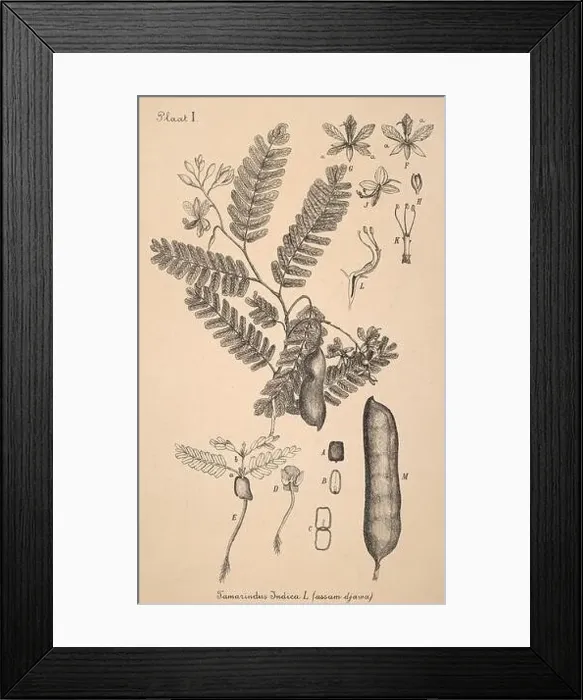 Framed Print : 19th-century Dutch botanical illustration: Intricately detailed ink drawings on sepia background Framed Print : 19th-century Dutch botanical illustration: Intricately detailed ink drawings on sepia background