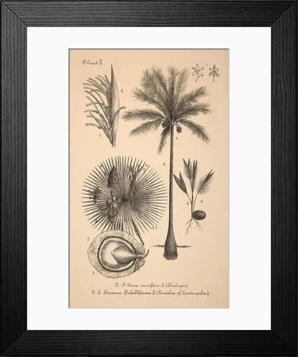 Framed Print : 19th-century Dutch botanical illustration: Intricately detailed ink drawings on sepia background Framed Print : 19th-century Dutch botanical illustration: Intricately detailed ink drawings on sepia background