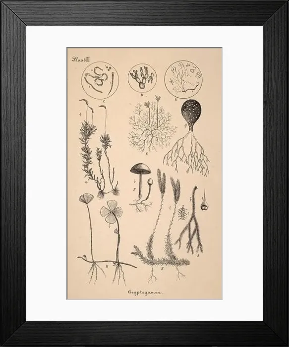 Framed Print : 19th-century Dutch botanical illustration: Intricately detailed ink drawings on sepia background Framed Print : 19th-century Dutch botanical illustration: Intricately detailed ink drawings on sepia background
