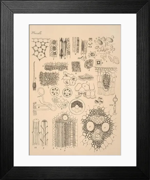 Framed Print : 19th-century Dutch botanical illustration: Intricately detailed ink drawings on sepia background Framed Print : 19th-century Dutch botanical illustration: Intricately detailed ink drawings on sepia background