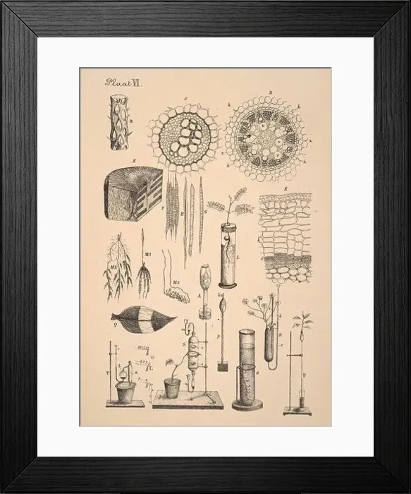 Framed Print : 19th-century Dutch botanical illustration: Intricately detailed ink drawings on sepia background Framed Print : 19th-century Dutch botanical illustration: Intricately detailed ink drawings on sepia background