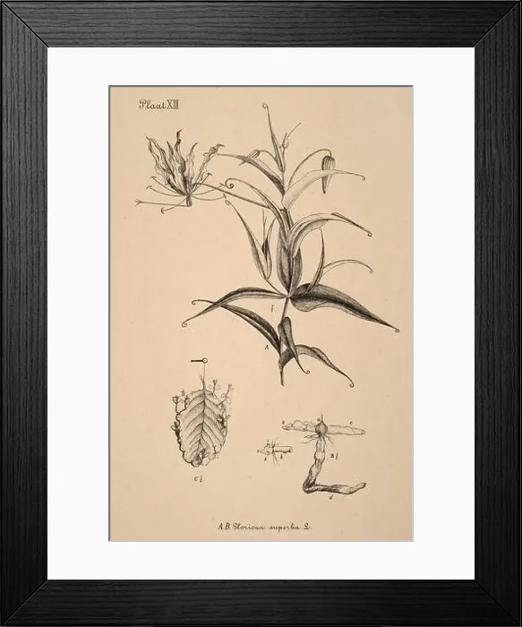 Framed Print : 19th-century Dutch botanical illustration: Intricately detailed ink drawings on sepia background Framed Print : 19th-century Dutch botanical illustration: Intricately detailed ink drawings on sepia background