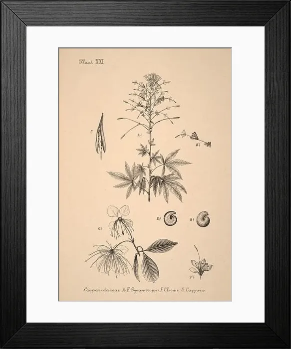 Framed Print : 19th-century Dutch botanical illustration: Intricately detailed ink drawings on sepia background Framed Print : 19th-century Dutch botanical illustration: Intricately detailed ink drawings on sepia background