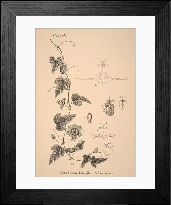 Framed Print : 19th-century Dutch botanical illustration: Intricately detailed ink drawings on sepia background Framed Print : 19th-century Dutch botanical illustration: Intricately detailed ink drawings on sepia background