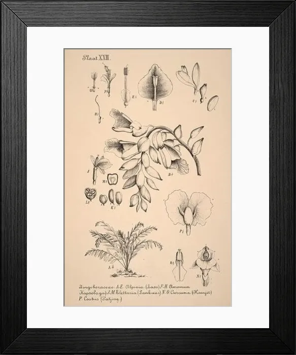 Framed Print : 19th-century Dutch botanical illustration: Intricately detailed ink drawings on sepia background Framed Print : 19th-century Dutch botanical illustration: Intricately detailed ink drawings on sepia background