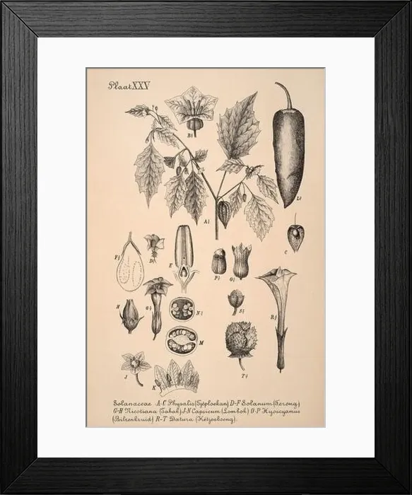 Framed Print : 19th-century Dutch botanical illustration: Intricately detailed ink drawings on sepia background Framed Print : 19th-century Dutch botanical illustration: Intricately detailed ink drawings on sepia background