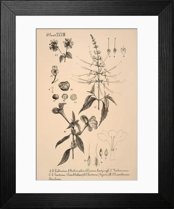Framed Print : 19th-century Dutch botanical illustration: Intricately detailed ink drawings on sepia background Framed Print : 19th-century Dutch botanical illustration: Intricately detailed ink drawings on sepia background