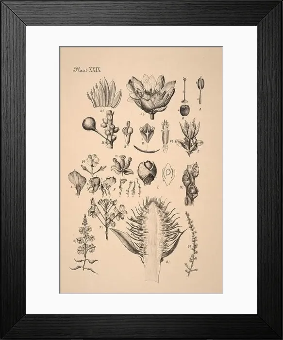 Framed Print : 19th-century Dutch botanical illustration: Intricately detailed ink drawings on sepia background Framed Print : 19th-century Dutch botanical illustration: Intricately detailed ink drawings on sepia background