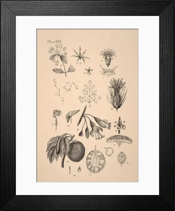 Framed Print : 19th-century Dutch botanical illustration: Intricately detailed ink drawings on sepia background Framed Print : 19th-century Dutch botanical illustration: Intricately detailed ink drawings on sepia background