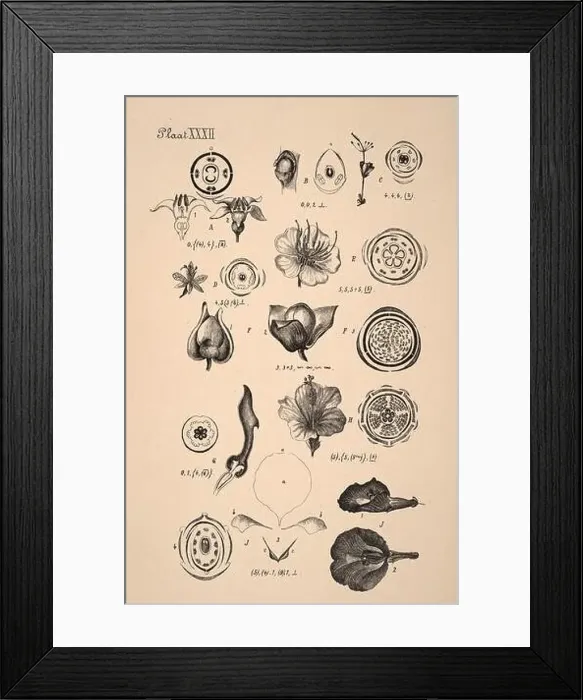 Framed Print : 19th-century Dutch botanical illustration: Intricately detailed ink drawings on sepia background Framed Print : 19th-century Dutch botanical illustration: Intricately detailed ink drawings on sepia background