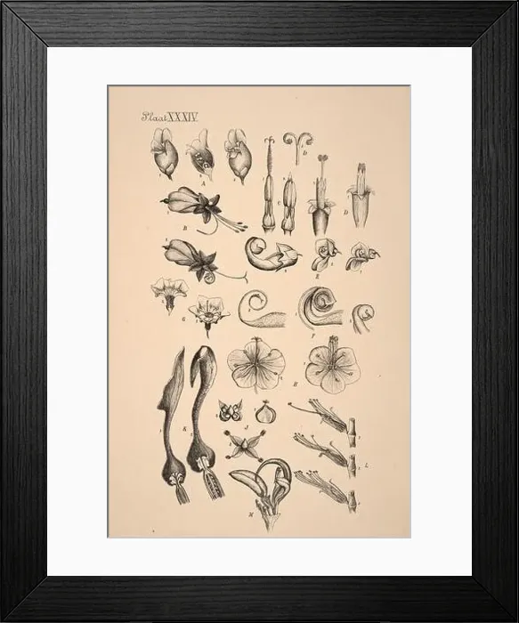 Framed Print : 19th-century Dutch botanical illustration: Intricately detailed ink drawings on sepia background Framed Print : 19th-century Dutch botanical illustration: Intricately detailed ink drawings on sepia background