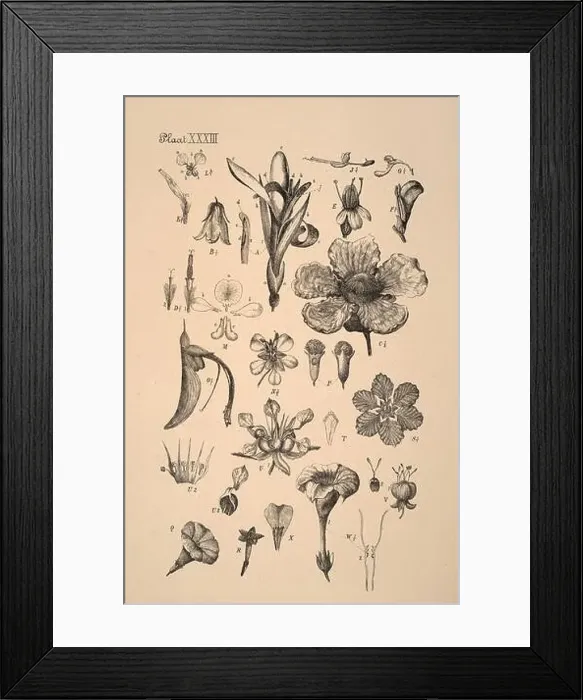 Framed Print : 19th-century Dutch botanical illustration: Intricately detailed ink drawings on sepia background Framed Print : 19th-century Dutch botanical illustration: Intricately detailed ink drawings on sepia background