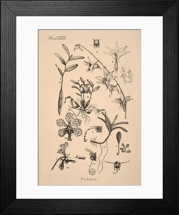 Framed Print : 19th-century Dutch botanical illustration: Intricately detailed ink drawings on sepia background Framed Print : 19th-century Dutch botanical illustration: Intricately detailed ink drawings on sepia background